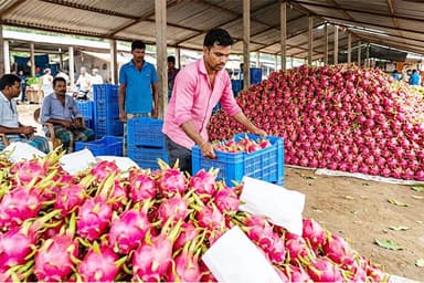 Maheshpur dragon fruit market sees Tk10-15m daily transaction