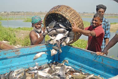 Govt to make national database on fisheries, livestock entrepreneurs