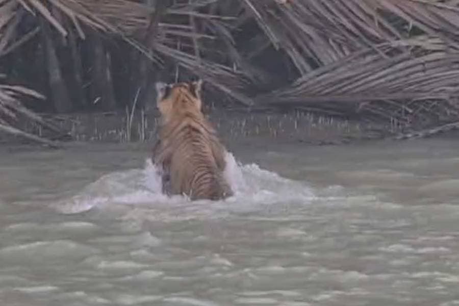 62 tigers die in Sundarbans over two decades as protection efforts intensify
