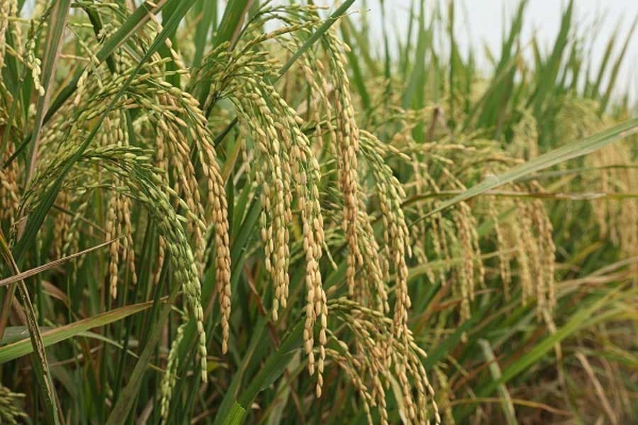 Safer use of biotech emphasised to double crop production by 2030