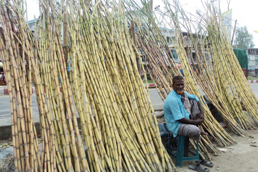 Bogra sees good sugarcane output this season