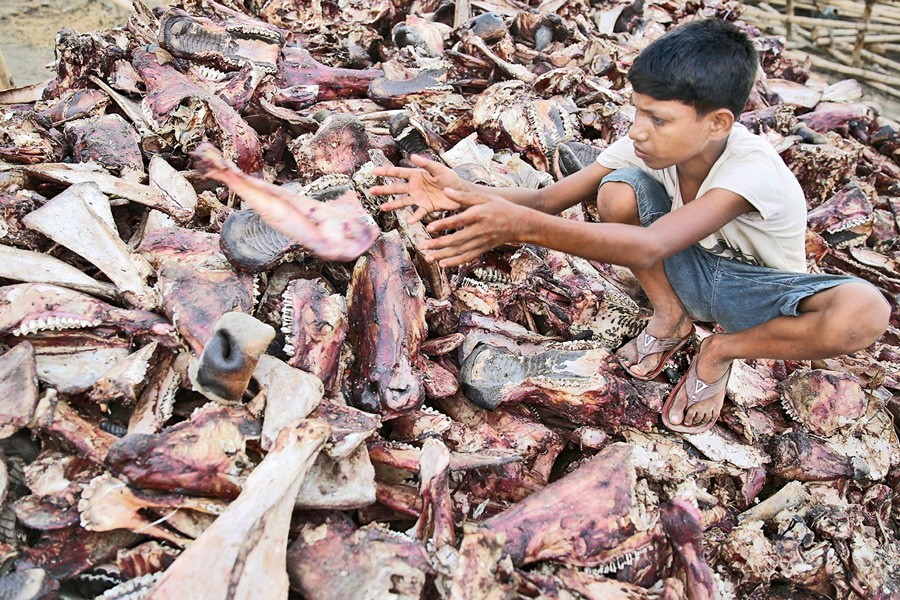 A boy picks wastes of sacrificial animals at Hazaribargh in Dhaka — FE Photo