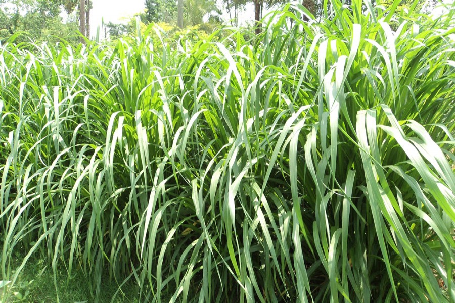 Farmers are getting benefited from cultivation of Napier grass in Bogra district. The snap was taken from Sabrag village under Bogra Sadar upazila on Tuesday.	— FE photo