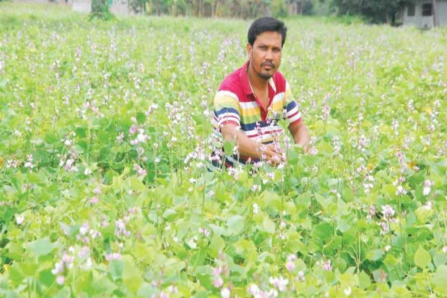 A farmer takes care of his bean field at Chatmohor of Pabna on Sunday. 	— FE Photo