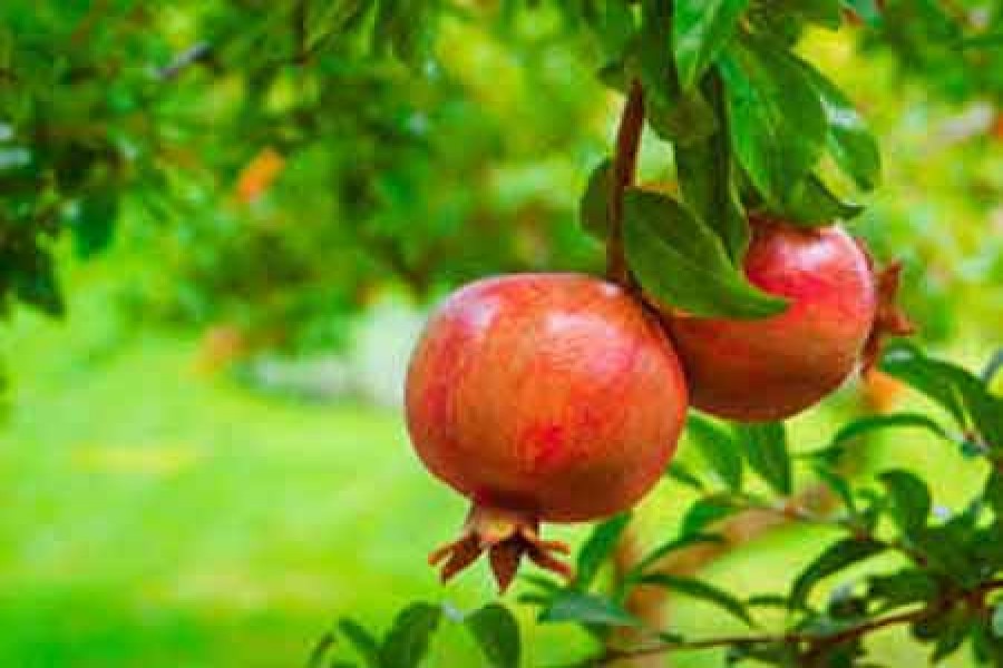Natore farmers grow pomegranate on experimental basis