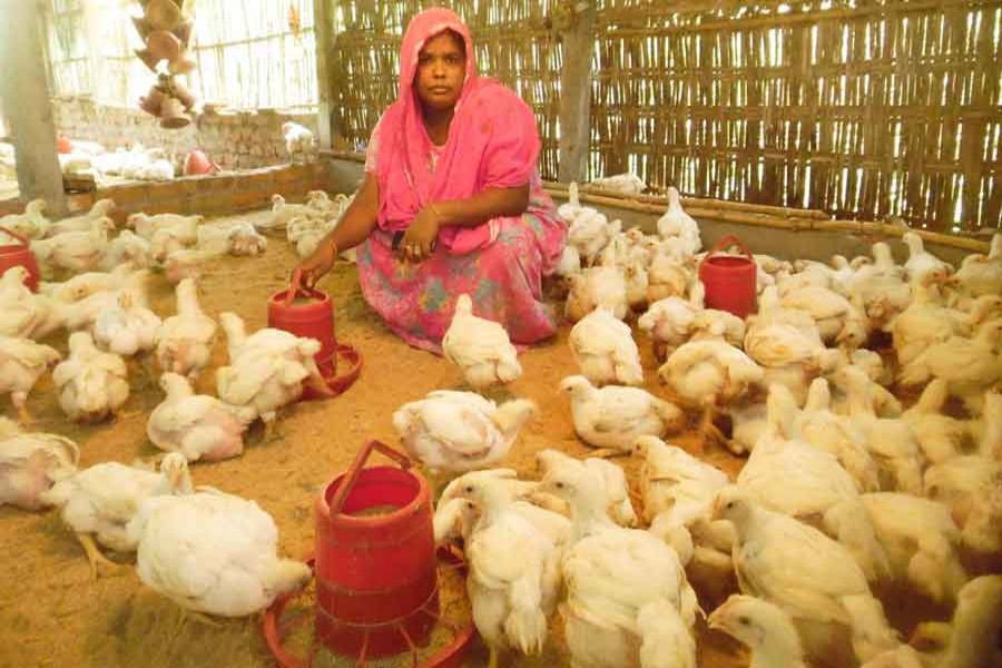 Mariam Begum takes care of her poultry farm in Dhap Sarderpara area of Rangpur on Monday. 	— FE Photo