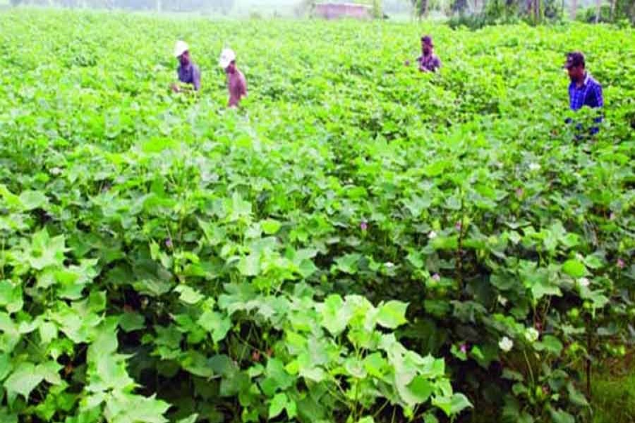 DAE takes initiative to grow  hybrid cotton at Charghat