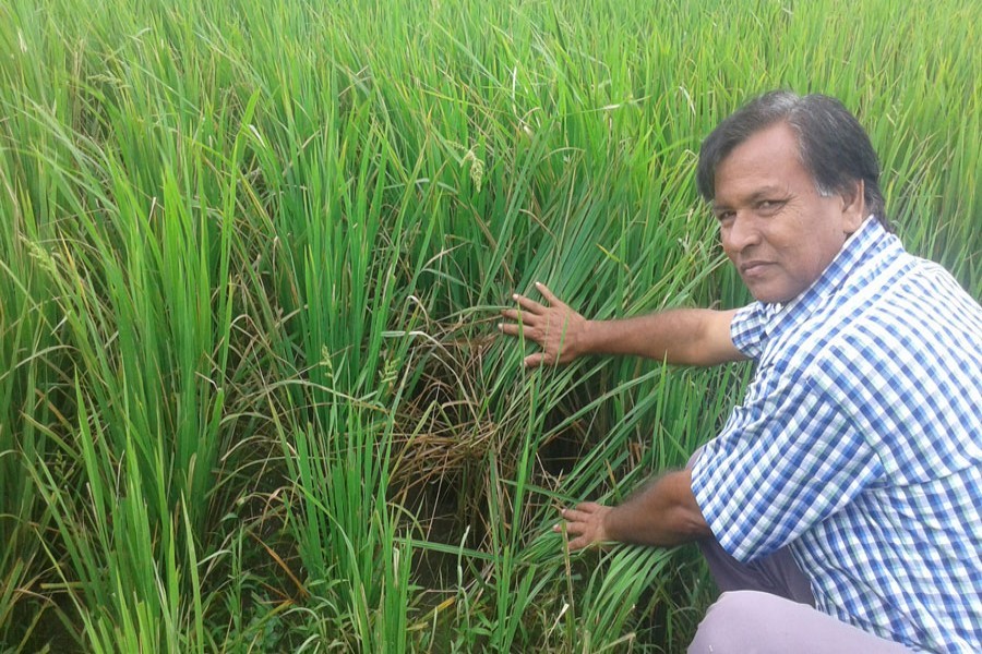 Abdur Rahim, a frustrated farmer, shows his pest and disease-hit Aman field in Basuniapara village of Chairaikhola union under Nilphamari Sadar. 	— FE Photo
