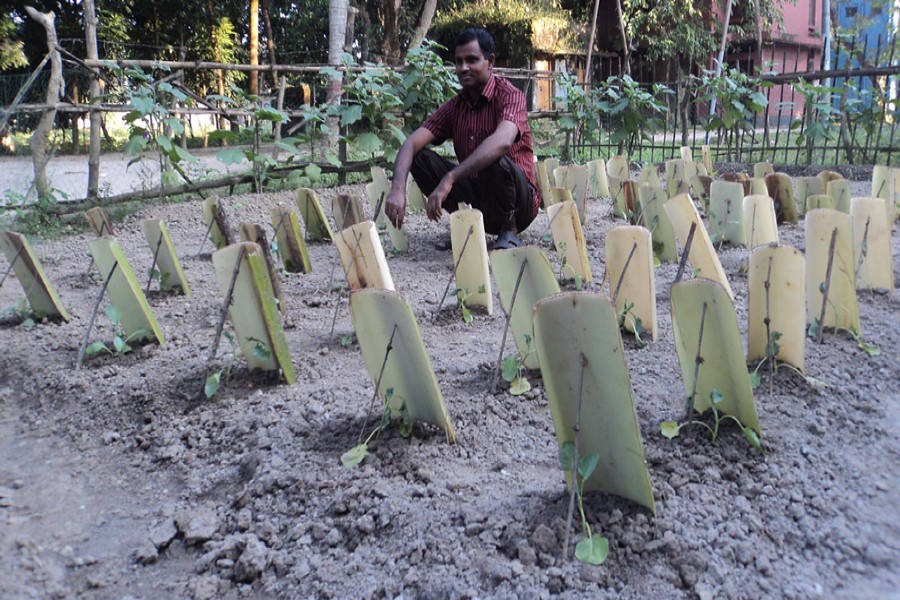 A farmer takes care of the newly-planted cauliflower saplings at Dupchanchia upazila of Bogra on Thursday.  	— FE Photo