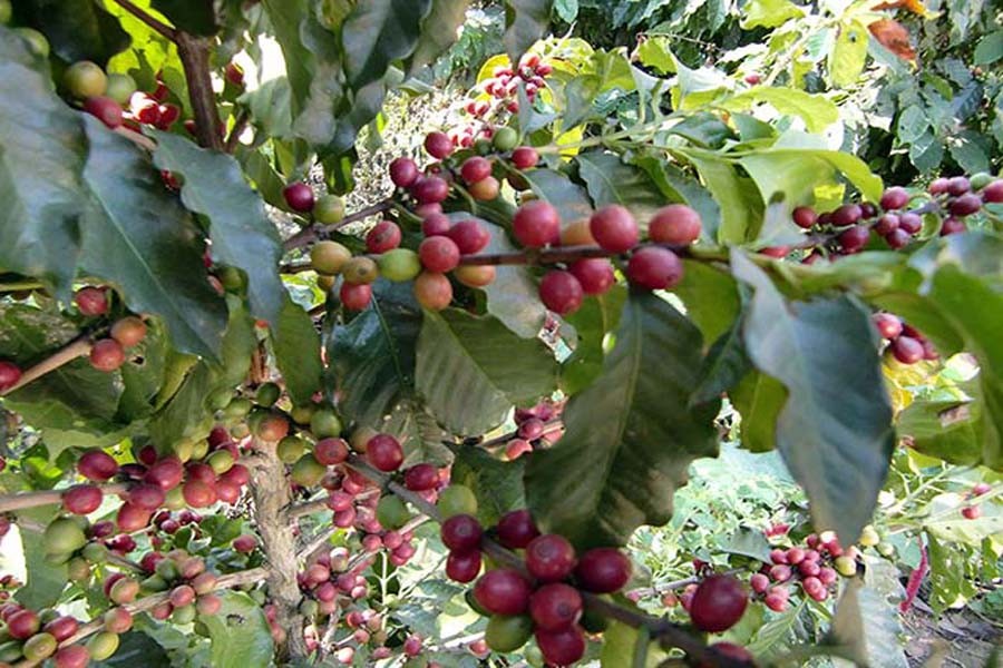Commercial coffee farming