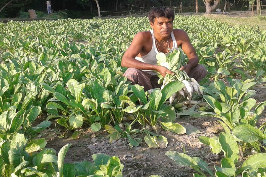 A farmer takes care of his radish field in Mandrain village under Gangachara upazila of Rangpur on Thursday. 	— FE Photo