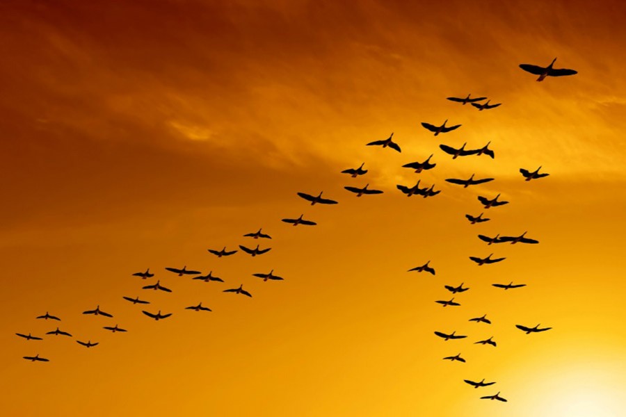 Changing patterns of birds' migration   