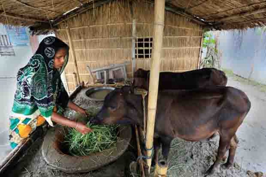 Cattle rearing improves char people’s economic condition
