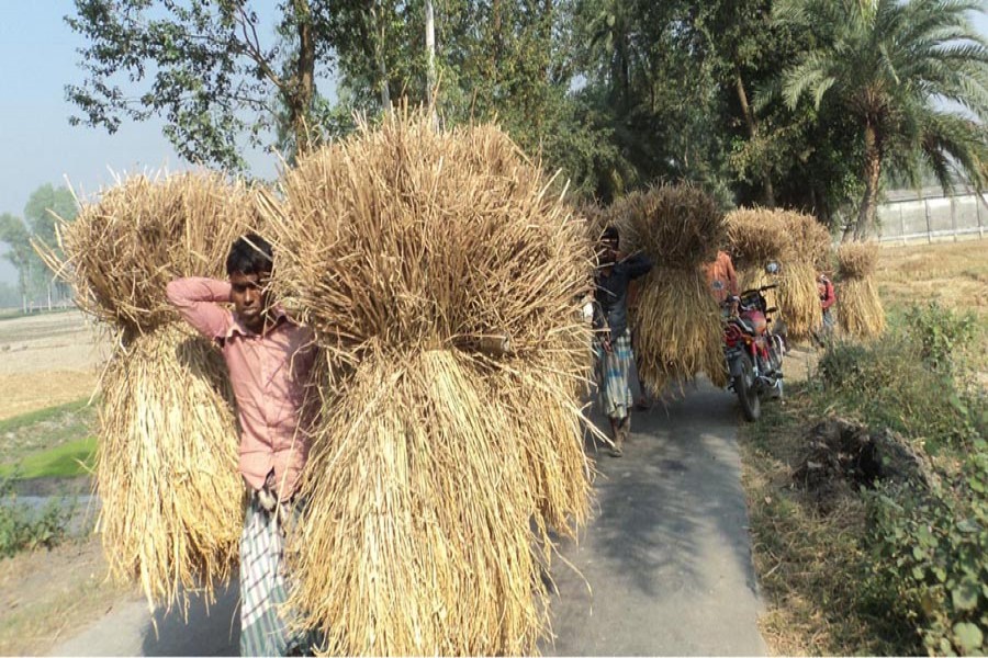 Farmers on their way home with the newly-harvested Aman paddy in Merai village under Dupchanchia upazila of Bogra on Saturday.	— FE Photo