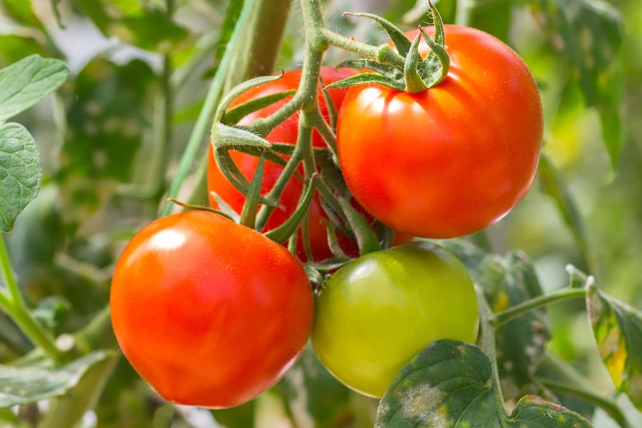 Impressive profit lures peasants to grow tomato on larger scale