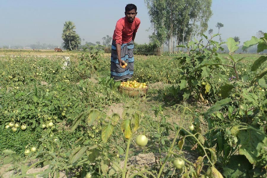 A farmer is seeing harvesting tomato at a field in Bogra. Photo: FE