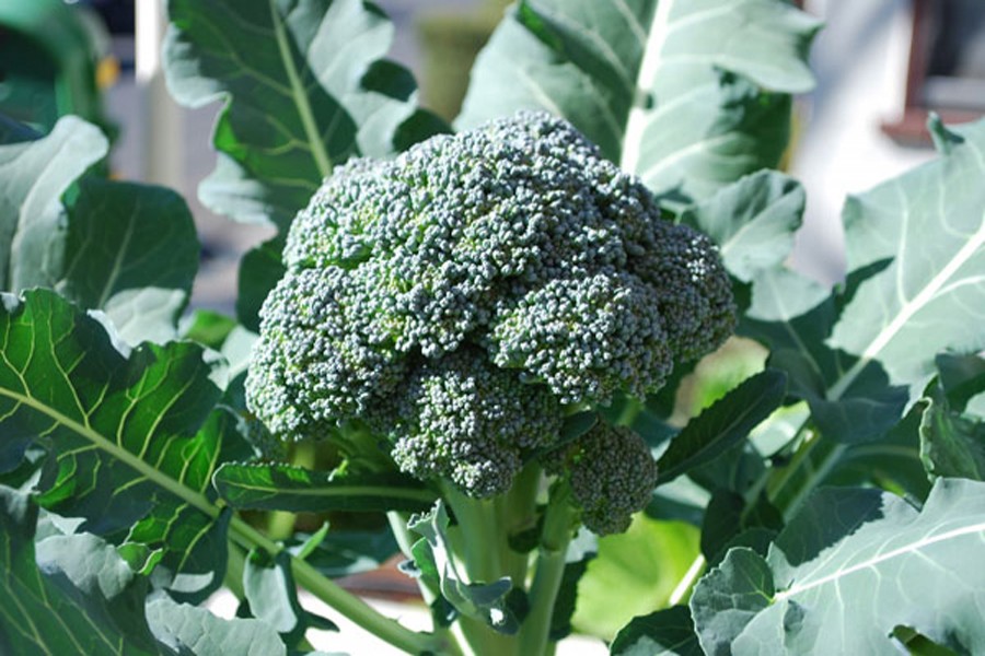 Broccoli farmers eye good  yield in Rangpur district