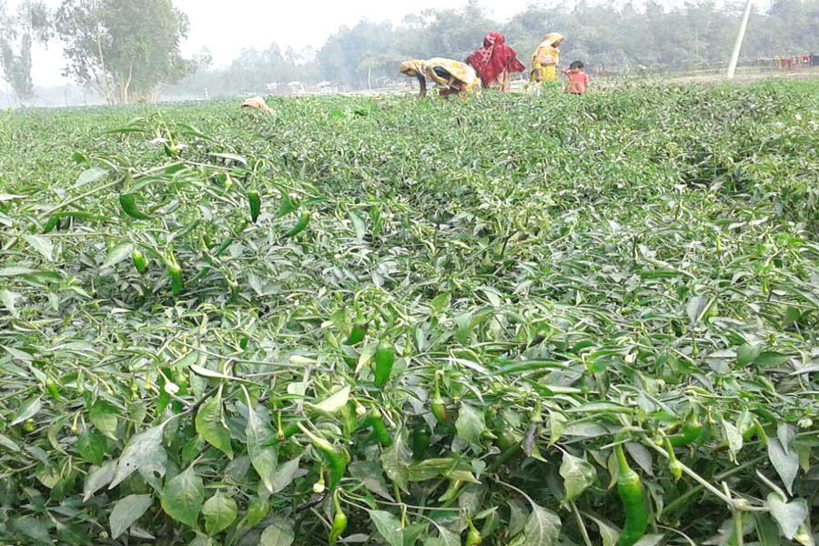 A view of a chilli field in Char Nazirdaho under Kawnia of Rangpur. (FE Photo)
