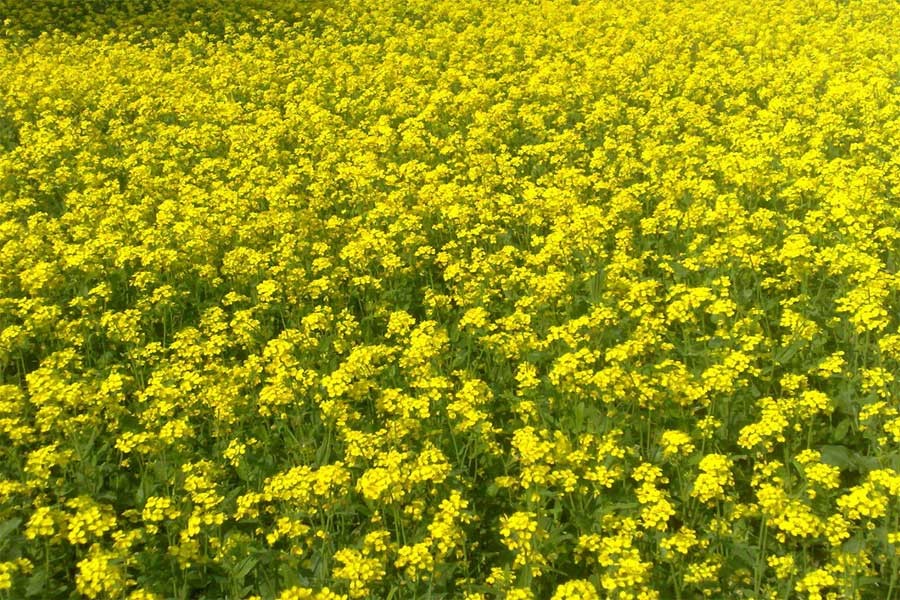 Photo collected from internet showing mustard field.
