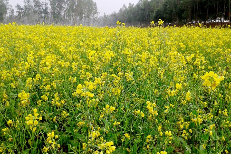 A partial view of a mustard field in Tilokpara village under Mithapukur upazila of Rangpur. The photo was taken on Thursday. 	— FE Photo