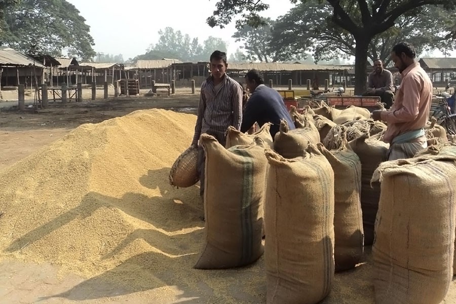 T- Aman farmers in Natore are delighted due to good market price. (FE photo)