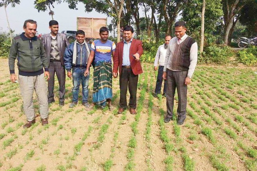 Project director of DAE, Khamarbari, Nazrul Islam visits a demonstration plot of lentil in Saganna village under Jhenidah Sadar where the line sowing technology is followed. The photo was taken on Saturday.  	— FE Photo