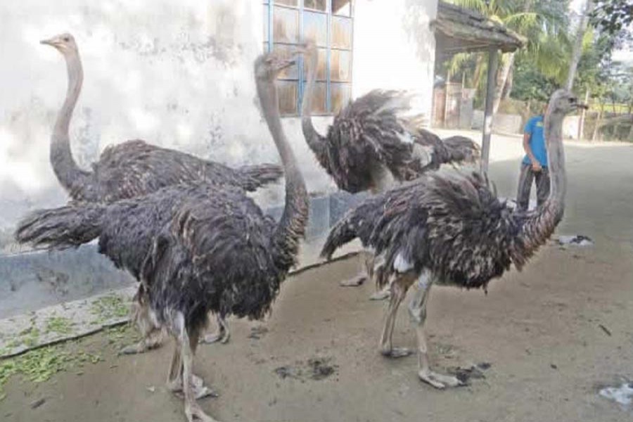 A view of an ostrich farm in Sonatola upazila under Bogra. 	— FE Photo