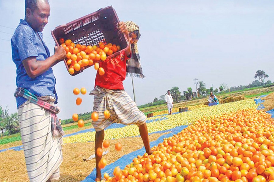 Rajshahi farmers busy harvesting  tomato in three upazilas