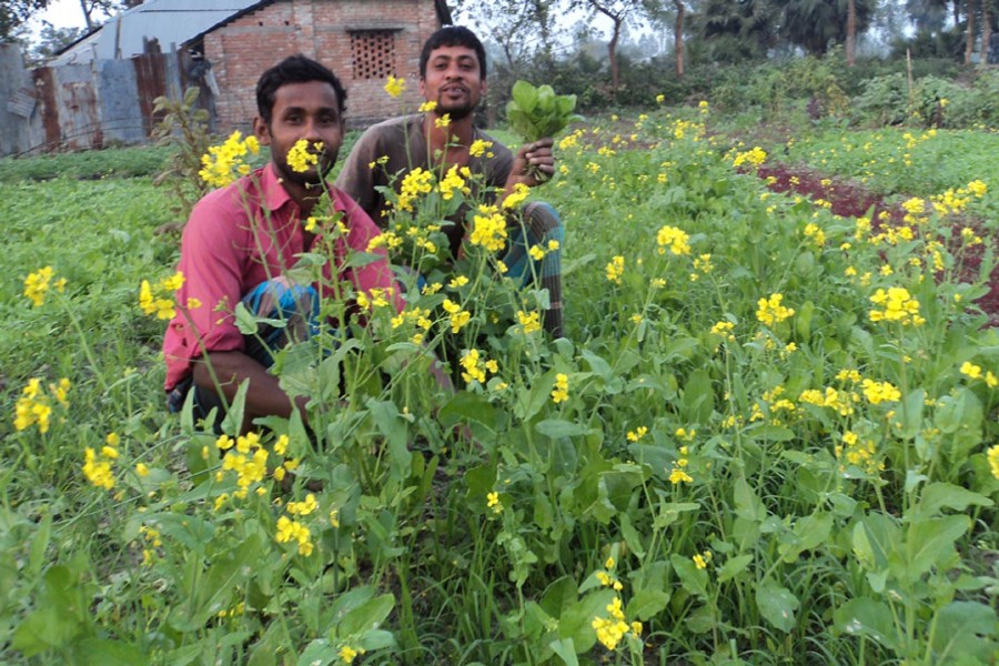 JOYPURHAT: A couple of peasants harvesting winter vegetable at Mohespur village under Kalai upazila of the district.	— FE Photo