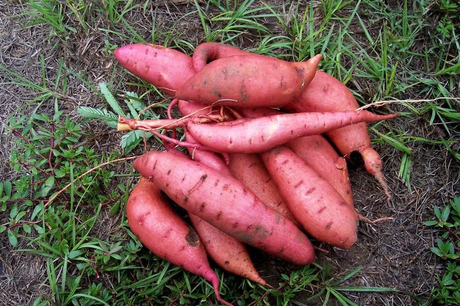 Farmers in Rangpur char areas show interest in growing sweet potato