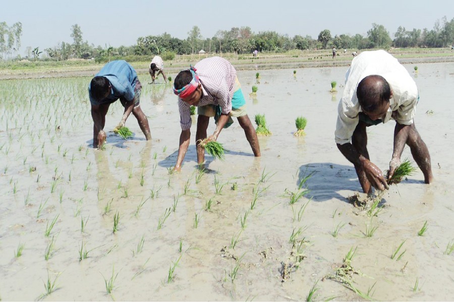 SIRAJGANJ: Farmers plant Boro saplings on a piece of land on Tuesday. 	— FE Photo