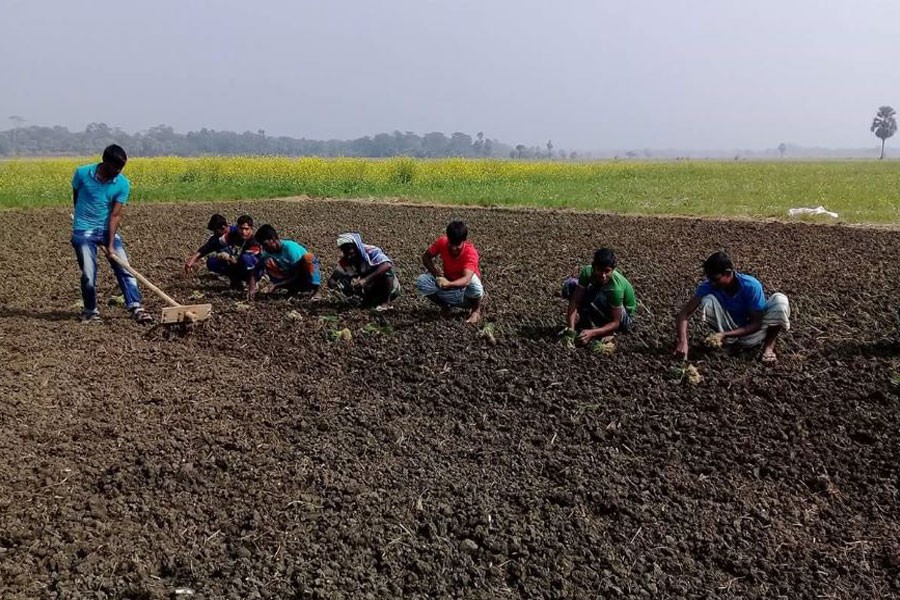 Farmers of Muksudpur upazila preparing their field for onion cultivation are seen in the picture. (FE file photo)