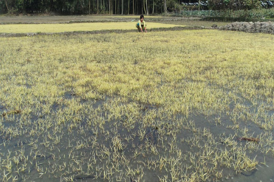 A view of a damaged Boro seedbed in Dakaher village under Dupchanchia upazila of Bogra. The photo was taken on Thursday. 	— FE Photo