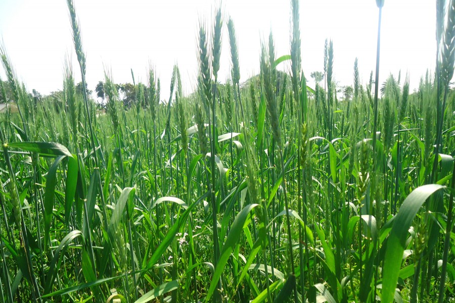 Gopalganj, Magura, Panchagarh growers eye bumper wheat output