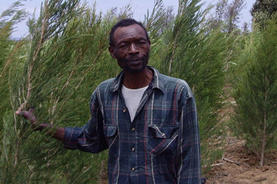 A proud farmer at his tea tree field in Kenya. Image: Earthoil