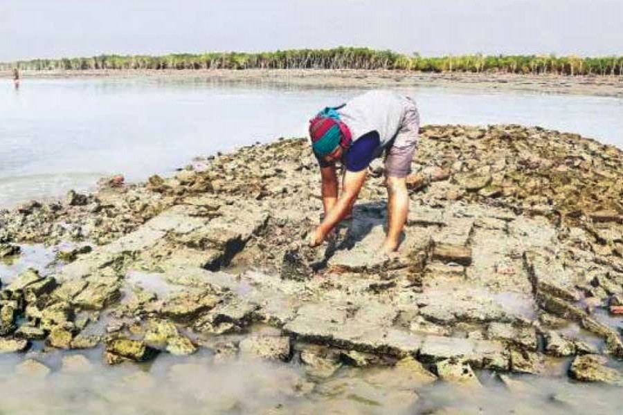 Archaeologist Mohammad Sohrabuddin of Comilla University is busy excavating settlement traces in the Sundarbans