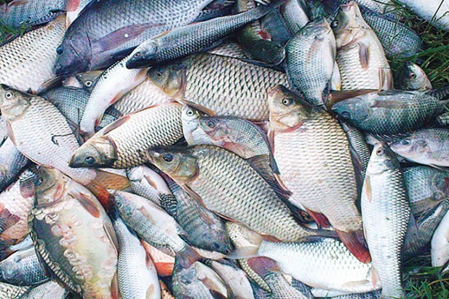 Govt not to allow fish import: Minister