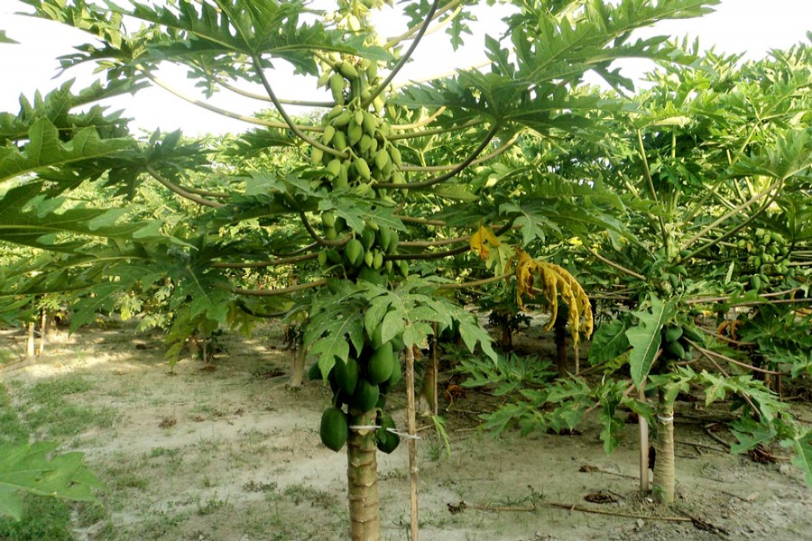 A view of a papaya field in Akkelpur upazila of Joypurhat  — FE Photo