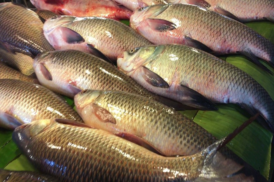 Rajshahi becomes self-sufficient in fish production
