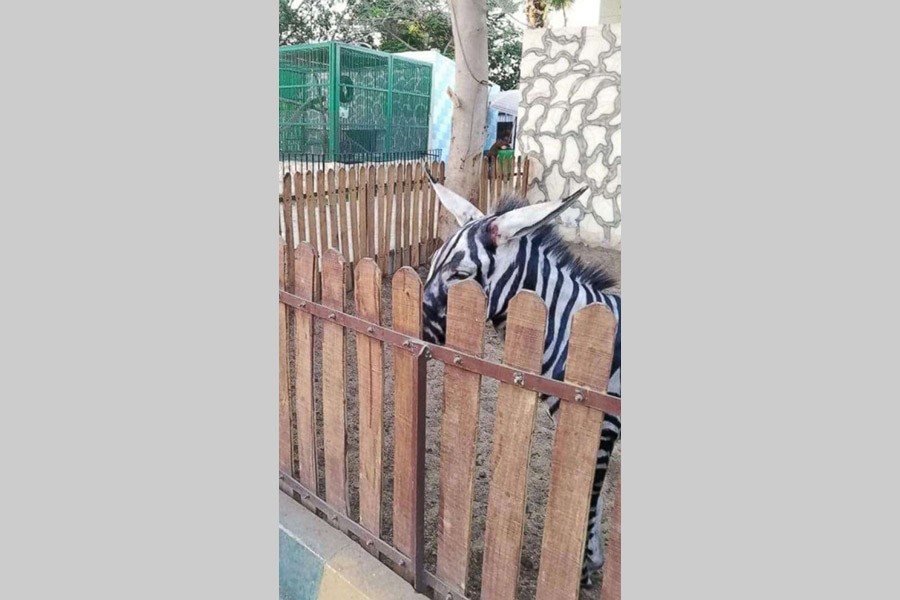 Egyptian zoo comes under criticism for painting donkeys like zebras