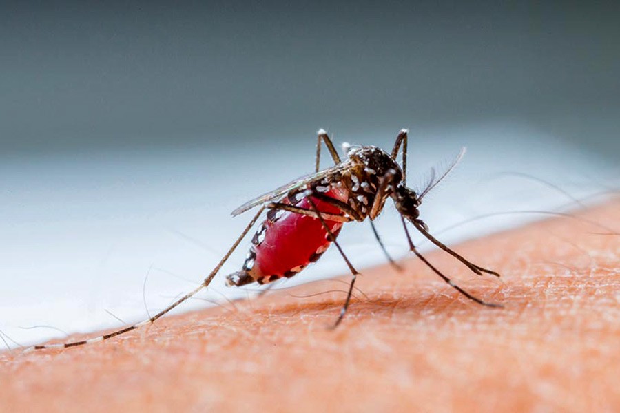 Sri Lanka suffers dengue fever outbreak
