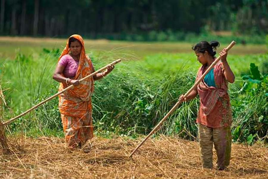 Women's contribution to agriculture   
