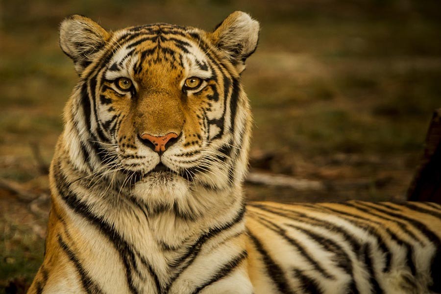 India court rejects appeal to save tigers