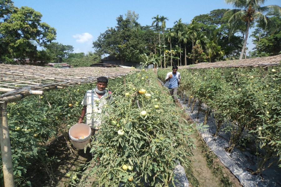 Growers harvesting produce at a high-yielding tomato plot in Sylhet on Wednesday   	— FE Photo