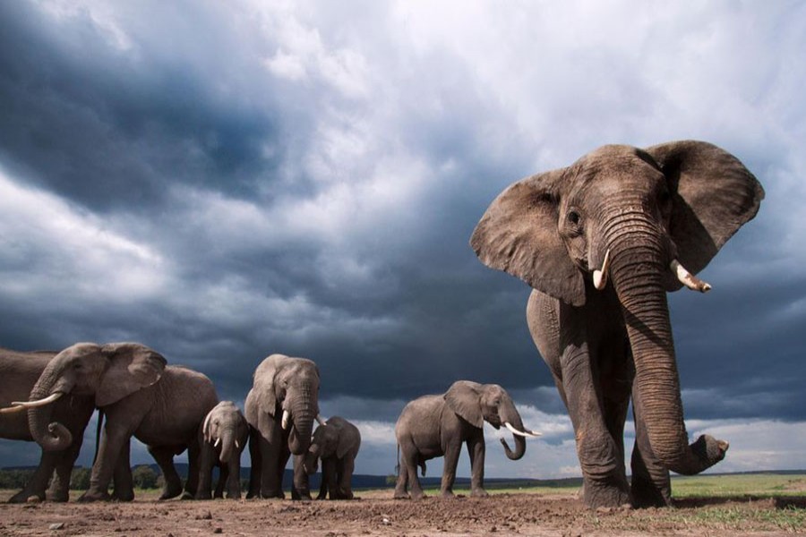 An elephant family gathers against the backdrop of an approaching storm. Internet photo
