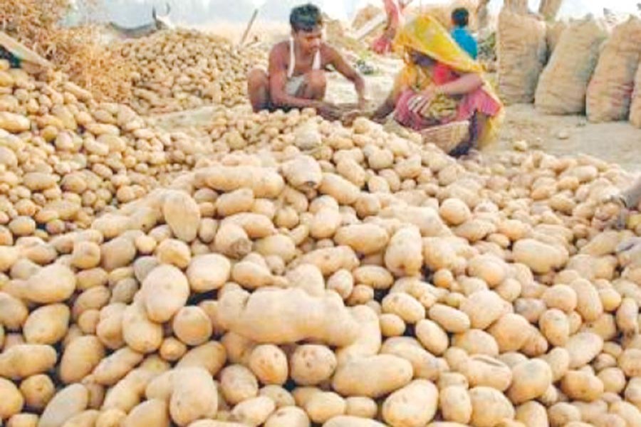 Set up more veg chilling plants to propel export growth: Experts