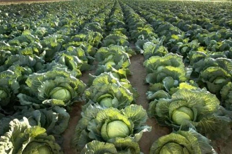 Abrupt fall in cabbage prices disheartens Magura growers