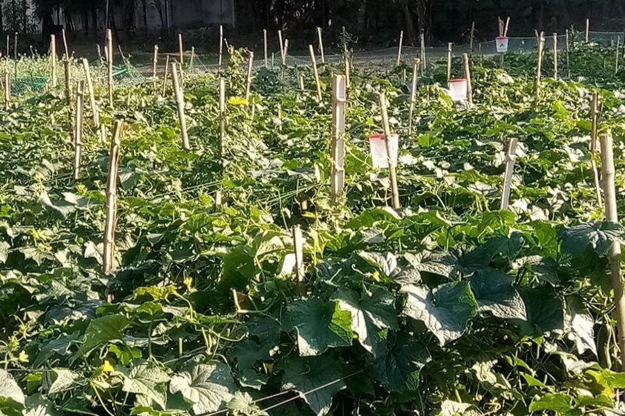 Vegetable farming on 55,500 hectares in Sylhet