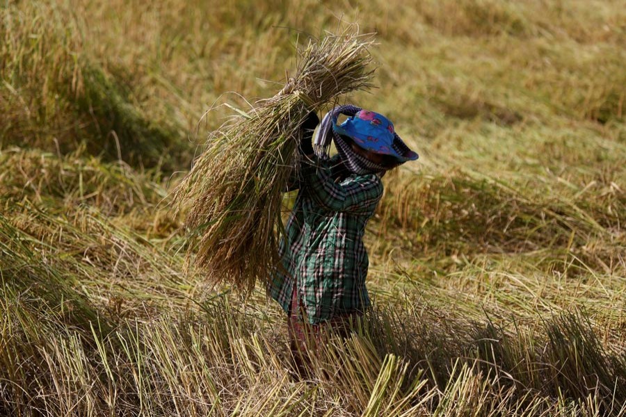 A farmer working in a paddy field outside Phnom Penh, Cambodia 	— Reuters