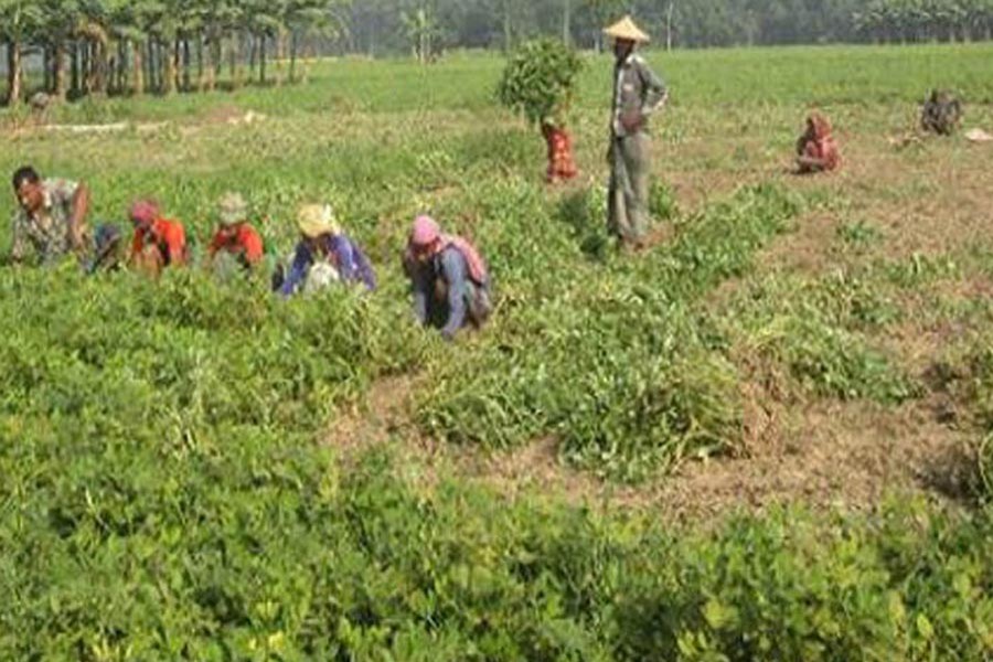 Farmers harvesting groundnut in Jamuna river basin under Sadar upazila of Sirajganj district 	— FE Photo